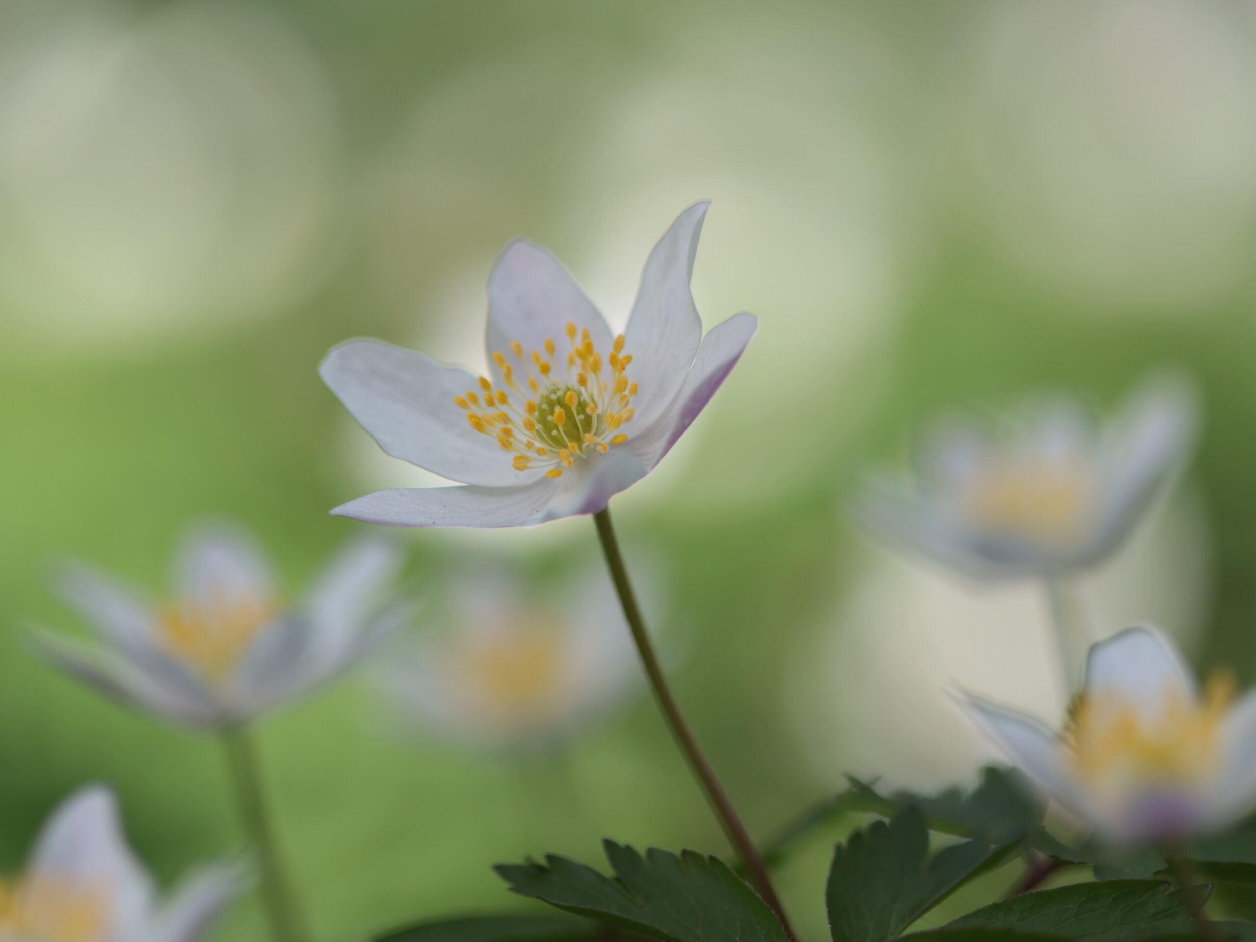 Bloemen