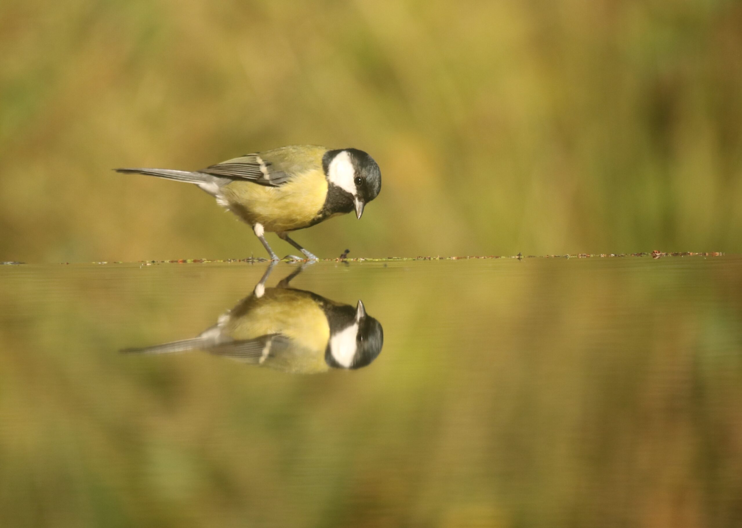 Vogels
