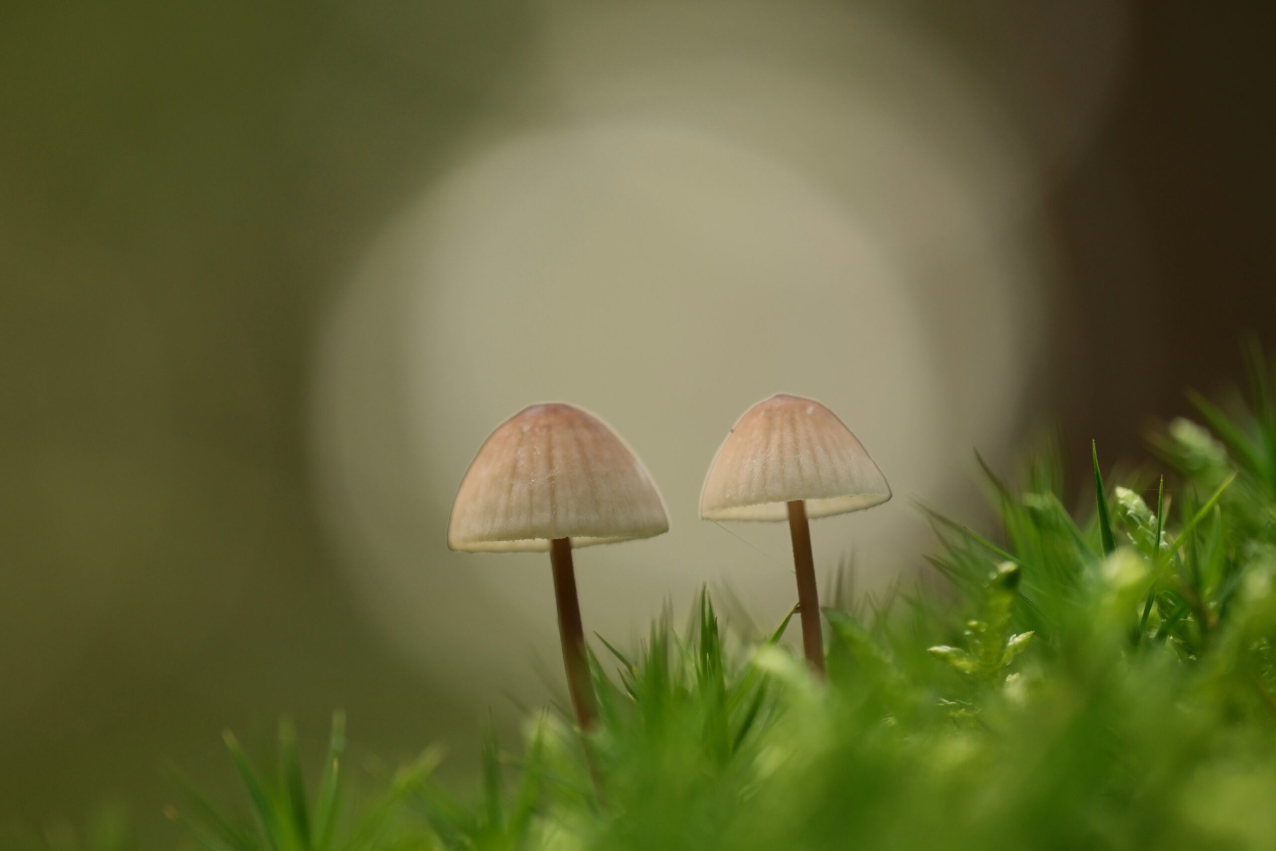 Paddenstoelen